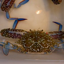 Crab with blue feet